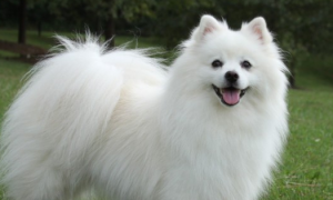 美国爱斯基摩犬的性格外貌特征
