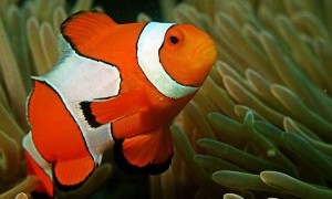 小丑鱼能繁殖吗