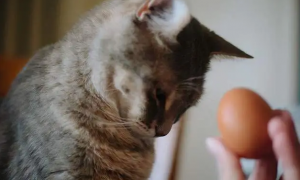猫咪能吃鸡蛋吗
