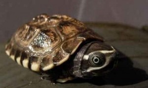 马来食螺龟的挑选注意事项