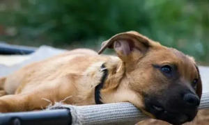 狗狗睡觉时候喘气急促是为什么