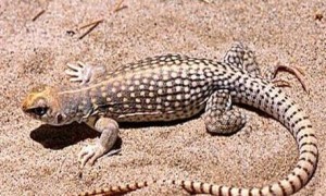 沙漠鬣蜥能活多久