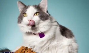 猫咪可以吃人吃的维生素b吗