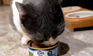 猫罐头是咸的还是淡的