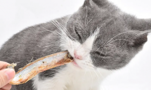 猫零食吃什么比较好