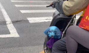 下雨天主人给狗套了蓝色塑料袋，还以为是变异了