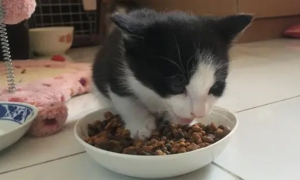 猫咪多久吃一次猫条比较好