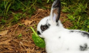 英国斑点兔能长多少斤