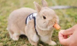 兔子有灵性的表现