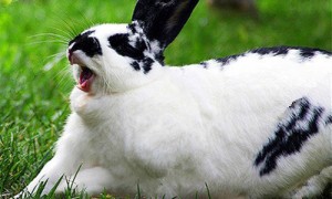 巨型格仔兔常见病和治疗方法