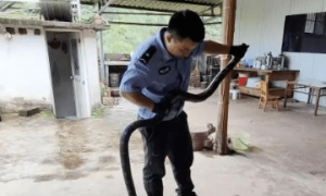 蛇蛇大作战！小蛇被3米长的眼镜王蛇追捕，躲进普洱一居民家中！