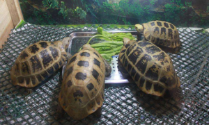 缅甸陆龟怎么过冬