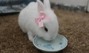 兔子可以喝牛奶吗