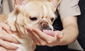 狗可以吃猫益生菌吗