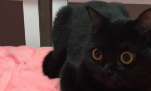 拿沙发上的抱枕被吓到，仔细一看笑喷，上面睡着自家黑猫