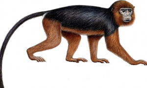 沃尔德伦红疣猴的特征