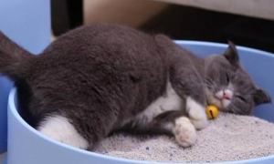 二十斤猫砂能用多久