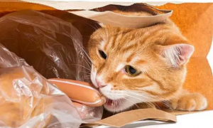 猫咪总咬塑料袋是怎么回事