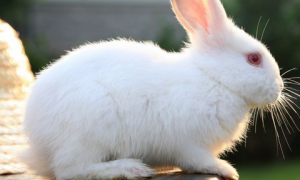 佛州白兔能长多少斤