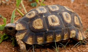 纳塔尔折背陆龟能活多少年