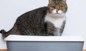 猫为什么会用猫砂盆