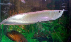 银龙鱼能繁殖吗