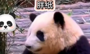 网红熊猫花花被游客喊“胖子”，大摇大摆的小公举愣了一秒钟