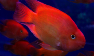 市场常见红色的鱼