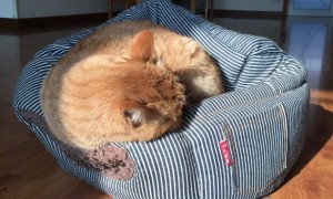 如何训练猫睡猫窝