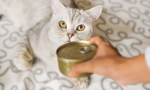 猫长期罐头拌猫粮好吗