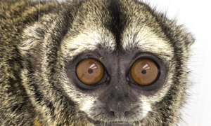 秘鲁夜猴的特征