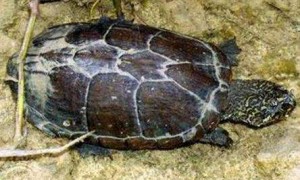 褶皱泥龟怎么冬眠