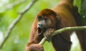 褐吼猴吃什么食物