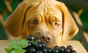 狗能不能吃葡萄