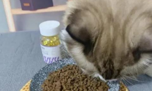 猫咪的鱼油怎么吃