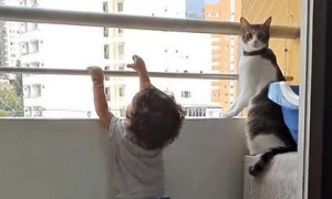 男孩爬到阳台，家长还在淡定拍视频，一旁的猫咪却让人感动