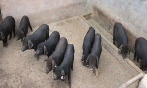 烟台黑猪最大能养多少斤
