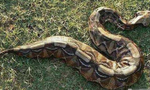 地球上最肥的毒蛇，行动像毛毛虫一般蠕动，连眼镜王蛇都不敢惹它