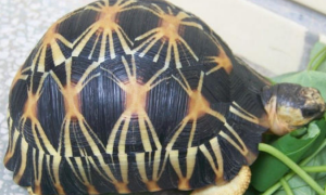 辐射陆龟能活多少年