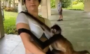 这只猴子厚脸皮，紧抱着女子不放，甚至还扯掉她的衣服