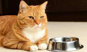 小猫不吃猫粮怎么办