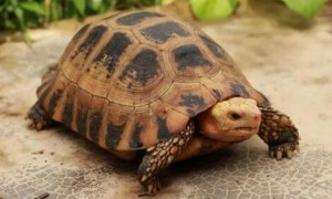 养一只缅甸陆龟犯法吗