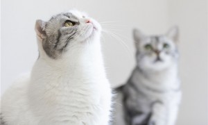 猫咪喉咙一直震动代表什么