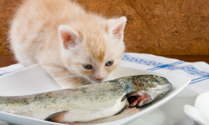 猫食物过敏了能自愈吗会传染吗