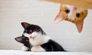 怎么让小猫喜欢你并主动靠近你呢
