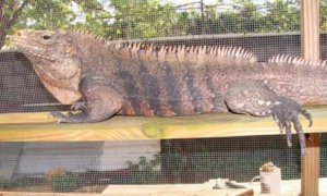 古巴鬣蜥属于保护动物吗
