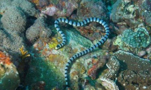 艾基特林海蛇有毒吗