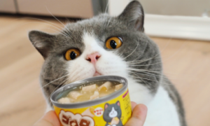 猫可以吃狗罐头吗