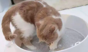 如何选择合适的猫砂