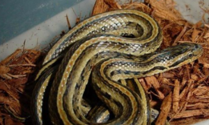 红纹滞卵蛇是保护动物吗